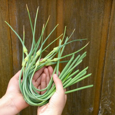 Garlic Scape Shoot (Sold Per KG) [KLANG VALLEY ONLY]