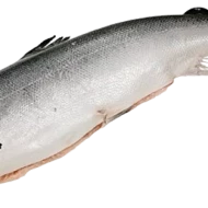 Whole Salmon