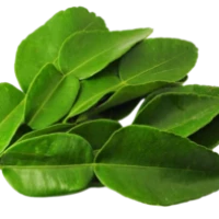 Leaf Kaffir Lime Daun Limau Purut (Sold Per KG) [KLANG VALLEY ONLY]